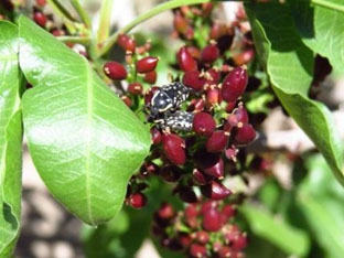 مشاهده تغذیه سوسک گرده‌خوار سیاه بر روی میوه و برگ درختان پسته در منطقه انار
